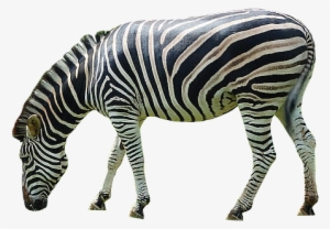 Zebra Png Image - Zebra Png #1031087