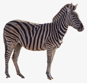 Zebra Png #1031111 Zebra Png #1031111