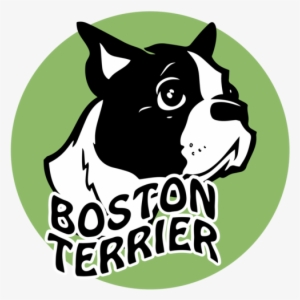 English White Terrier #1031193