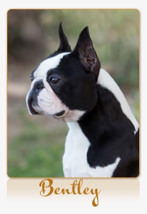 Kennedy's Elite Maestro Teddy, Rom - Northern California #1031271