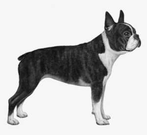 Boston Terrier - B&w - Boston Terrier #1031313