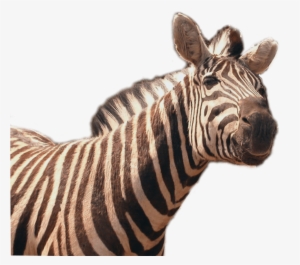 Free Png Zebra Png Png Images Transparent - Zebra Png #1031333
