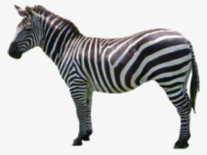 Png Image Information - Zebra With Transparent Background #1031380