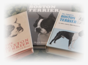 As American As Baseball And Apple Pie, The Boston Terrier - Boston Terrier #1031417