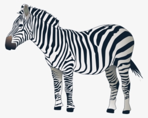 Png Images Free Download - Zebra With White Background #1031419