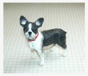 Boston Terrier #1031526