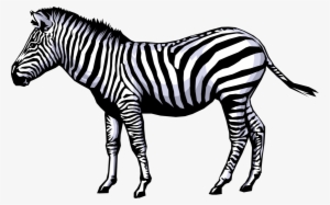 Png Hd Transparent Images - Zebra Clip Art #1031548