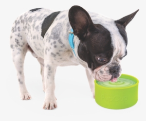 Bostonterrier #1031620