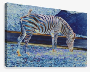 Zebra Grazing - Zebra #1031697