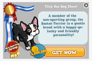 Boston Terrier Modal - Gift Aid #1031761