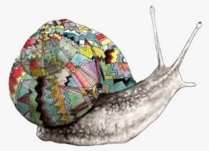 Snail With A Colorful Shell - Illustration Animals #1031876