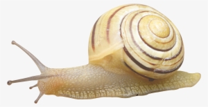 Snail Png #1031949