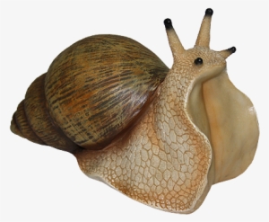 Snail Png #1031972