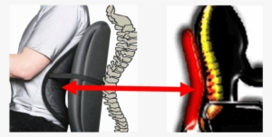 The Position Adopted By A Person Will Affect The Musculoskeletal - Chair With Lumbar Back Support #1031997