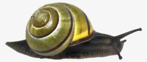 Snail Png Clipart - Snail Png #1032066