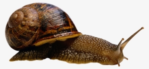 Snail Png - Armadillos Food #1032082