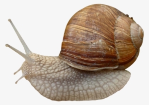Snail Png Image - Gastropods Png #1032107
