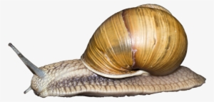 Vector Free Download Pin By Transparent Png Images - Snail Transparent Png #1032130