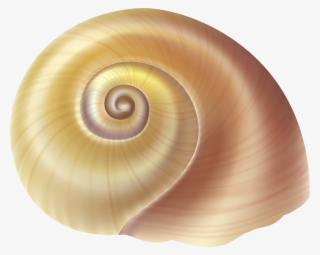 Vector Royalty Free Stock Seashell Png Images Free - Snail Shell Clipart #1032179