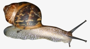 Snail Png - Snails Png #1032182