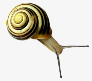 Snail Png - Snails Png #1032205