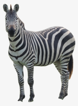 Learn - Zebra With Transparent Background #1032224