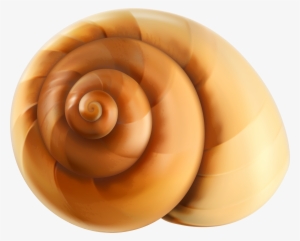 Snail Shell Png #1032358