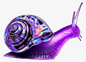 Purple Snail #1032435