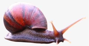 Free Png Snail Png Images Transparent - Existencia De Un Sentido Canvas Print - Small #1032470