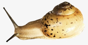 Snail Download Png Image - Slugs Png #1032540