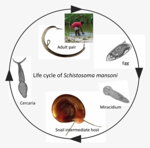 Schistosome Infections In Snails Alter Snail Physiology - Life Cycle Of Aquarium Snail #1032704
