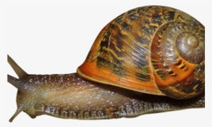 Snail Png #1032730