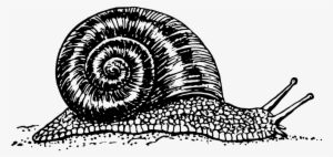 Snail Vector #1032864