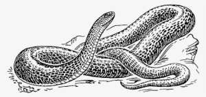 Snake, Black, Outline, Drawing, White, Cartoon, Free - Black And White Snake Drawing #1034266