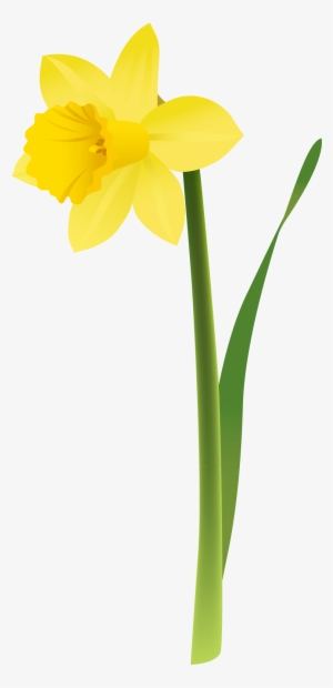 View Full Size - Transparent Background Daffodil Png - Free Transparent ...