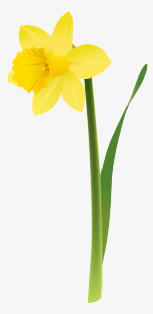 Botanical Drawing Daffodil - Transparent Background Daffodil Png - Free ...