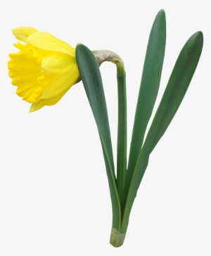Daffodil Transparent #1034569