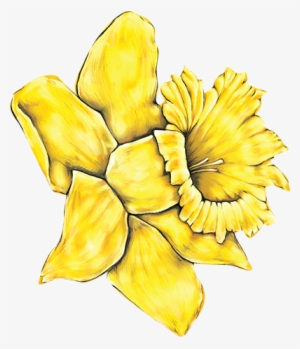 Daffodil - Yellow Daisy Flower Clipart #1034709