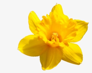 Daffodil Flower Png Pic - Transparent Background Daffodils Flower Png ...