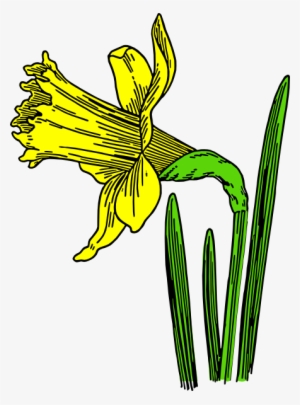 How To Set Use Single Daffodil Clipart #1034766