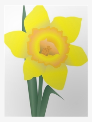 Narcissus #1034786