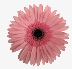 Damask - Spur Gear #1034840