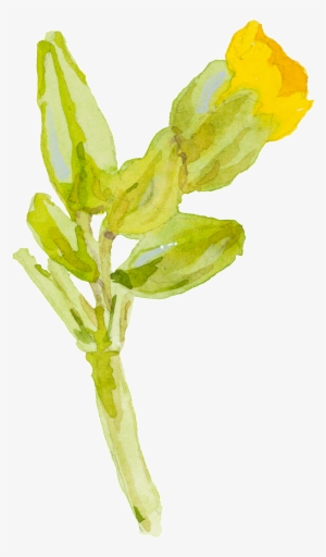 Yellow Cartoon Small Flower Watercolor Transparent - Watercolor Painting #1034936