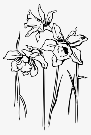 Daffodil At Getdrawings Com Free For Personal - Transparent Daffodil Drawing #1034955