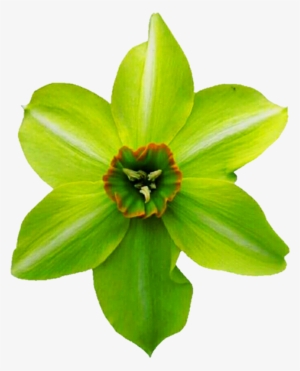Jpg Freeuse Daffodil Clipart Bulb - Fritillaria #1034957