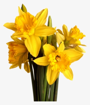 Daffodil Vector Flower Picture Library Download - Daffodil W White Background #1034977