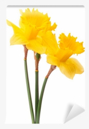 Daffodil Flower Or Narcissus Bouquet Isolated On White - Daffodil #1035010