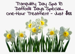 Wickford's Popular Daffodil Days Are On April 7 And - Daffodil #1035044