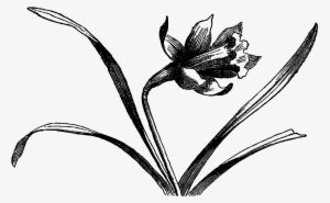 Digital Wildflower Downloads - Drawing #1035415