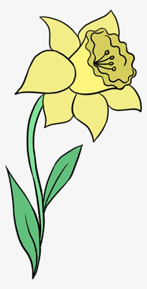 How To Draw Daffodil - Daffodil #1035583
